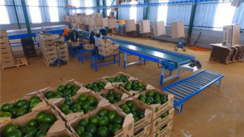 MAQUINA PARA BENEFICIAMENTO DE ABACATE 