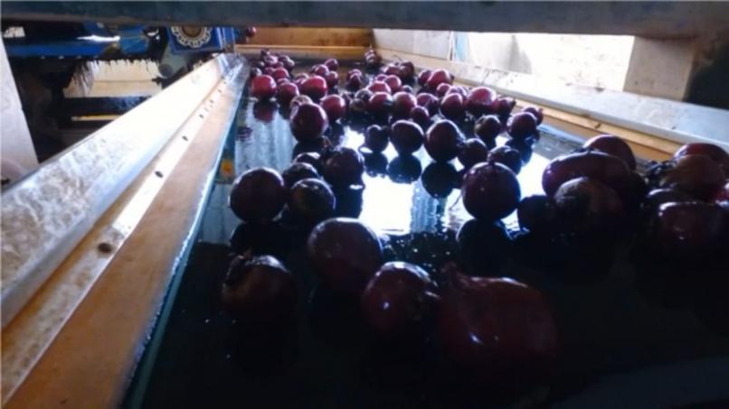 MAQUINA PARA BENEFICIAMENTO DE BETERRABA 