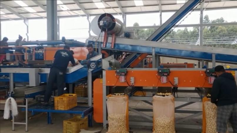 MAQUINA PARA BENEFICIAMENTO DE BATATA